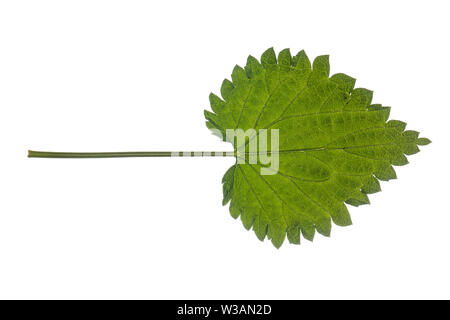 Brennnessel, Große Brennnessel, Brennessel, Urtica dioica, Stinging Nettle, common nettle, nettle, nettle leaf, La grande ortie, ortie dioïque, ortie Stock Photo