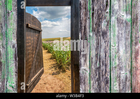 Gate in an Opium poppy field, Germerode, Werra-Meissner district, Hesse, Germany, photomontage Stock Photo