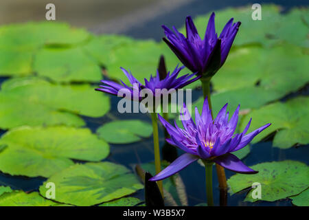 Beautiful purple lily flowers in full bloom surrounded by the lily pad leaves