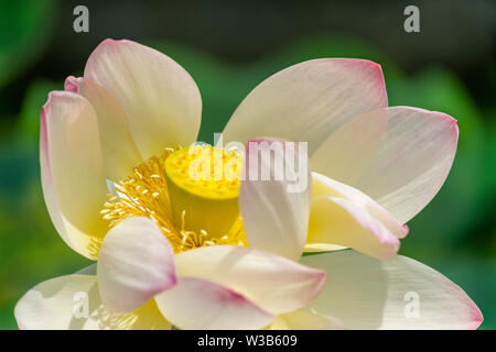 The Lotus flower head in full bloom showing its beauty, with the central seed pod before it fully develops Stock Photo