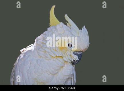 Lesser Sulphur Crested/Yellow-Crested Cockatoo (cacatua sulphurea) Stock Photo