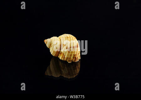 Big sea Snail shell on black reflective studio background. Stock Photo
