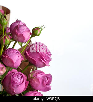 Beautiful pink pion-shaped rose.  Bouquet Shrub roses on white background. Stock Photo