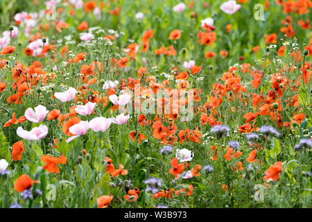 Fields of wildflowers, Germerode, Werra-Meissner district, Hesse, Germany Stock Photo