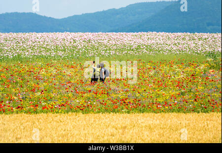 Opium poppy field, Germerode, Werra-Meissner district, Hesse, Germany Stock Photo