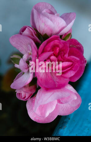 Rhodotendron flower in pink colors Stock Photo