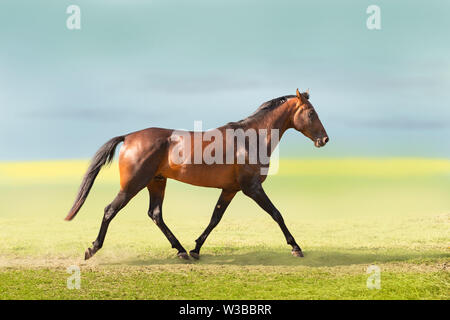 Bay Akhal-Teke horse on the field background Stock Photo - Alamy