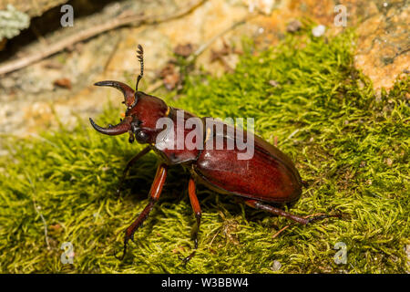 Reddish-brown Stag Beetle (Lucanus capreolus) Stock Photo