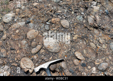 Cretaceous-age matrix-supported conglomerate of the Kootenai Formation, Montana, USA. Rock hammer for scale. Stock Photo