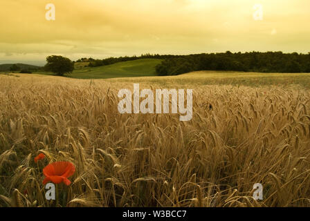 Tuscan landscape at dawn with wheat field and red poppy in the foreground Stock Photo