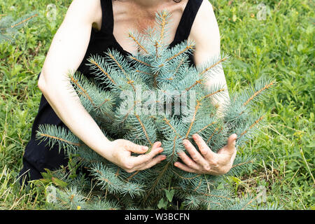 An elderly woman is holding a small young blue Christmas tree in his busy hands. Old gardener hugs herringbone. Sprout Christmas tree in the hands of Stock Photo