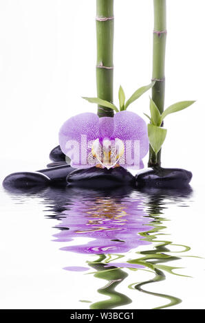 Spa conceptual composition with black massage stones, orchid and some bamboo stalks on a white background; with space for text Stock Photo