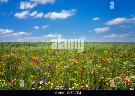 Fields of wildflowers, Germerode, Werra-Meissner district, Hesse, Germany Stock Photo