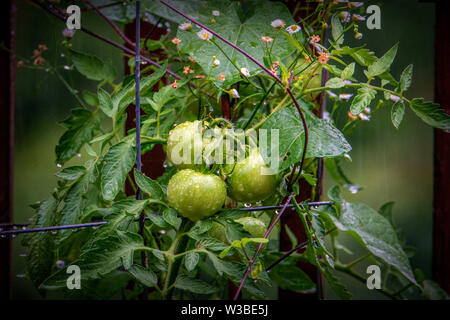 Fresh on the vine Stock Photo
