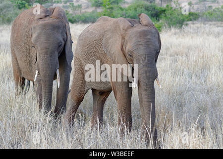 African bush elephants (Loxodonta africana), two young males feeding on dry grass, Kruger National Park, South Africa, Africa Stock Photo