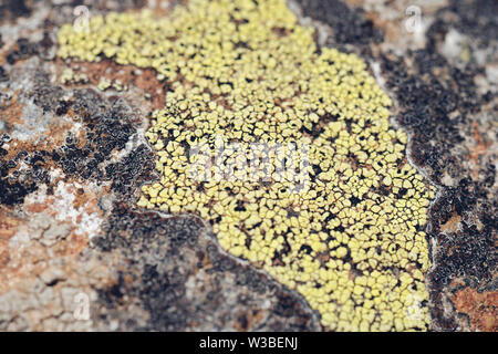Moss and lichen grow on a stone. Macro. background of Lichen Moss stone. Stock Photo