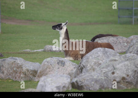 White brown llama with black head lying on a green field Stock Photo
