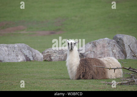 White brown llama with black head lying on a green field looking to camera Stock Photo