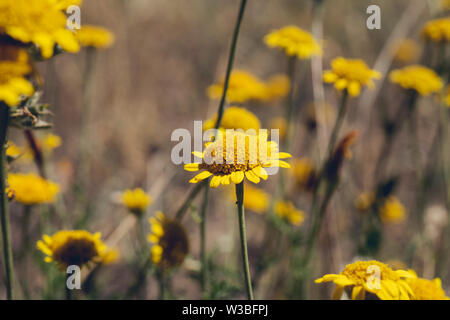 Yellow daisy with other plants. Yellow daisy on the ground. Head of Daisy flower. Spring and blossom view. Plant on the ground. Blooming in Summer. Stock Photo