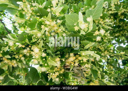 flowering lime tree