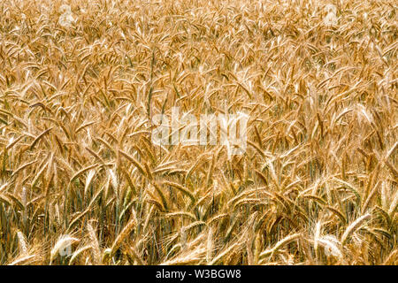 Triticale,a hybrid of wheat (Triticum) and rye (Secale) Stock Photo