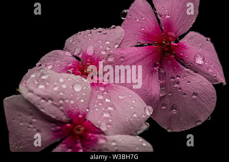 Three vinca flowers with rain or water drops on their petals isolated against a black background Stock Photo