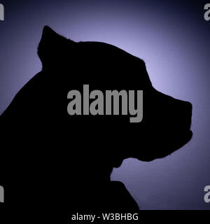 Silhouette portraits of an American Staffordshire Terrier Pit Bull dog Stock Photo
