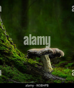 Mushroom On Mossy Tree Root In Forest, Pennsylvania, USA Stock Photo