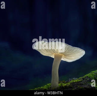 White Mushroom With Light Thing On It In Forest, Pennsylvania, USA Stock Photo