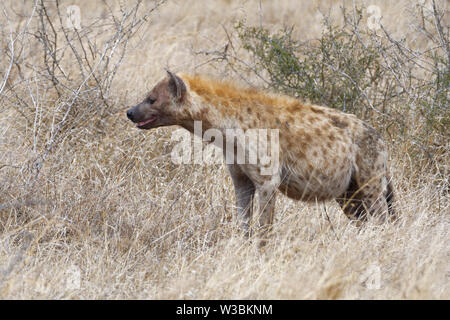 Spotted hyena (Crocuta crocuta), adult, standing in the dry grass, alert, Kruger National Park, South Africa, Africa Stock Photo