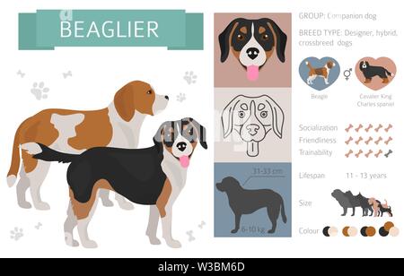 Designer, crossbreed, hybrid mix dogs collection isolated on white. Flat style clipart set. Vector illustration Stock Vector