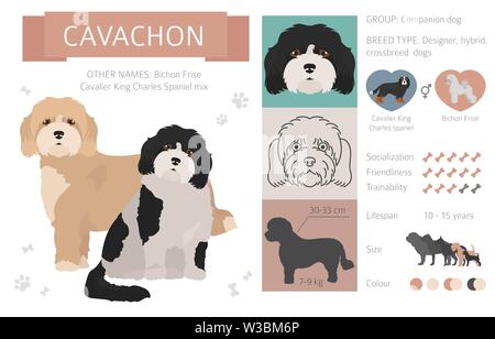Designer, crossbreed, hybrid mix dogs collection isolated on white. Flat style clipart set. Vector illustration Stock Vector