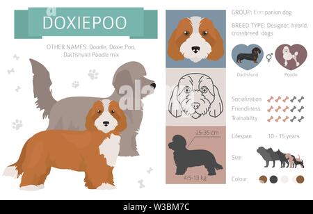 Designer, crossbreed, hybrid mix dogs collection isolated on white. Flat style clipart set. Vector illustration Stock Vector