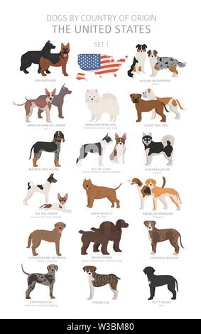Dogs by country of origin. Dog breeds from the United states of America. Shepherds, hunting, herding, toy, working and service dogs  set.  Vector illu Stock Vector