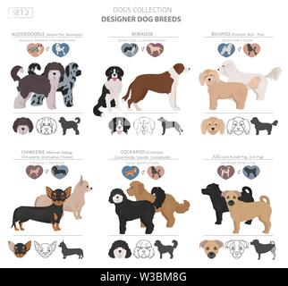 Aussiedoodle clipart. Aussie Poodle mix. Different coat colors set ...