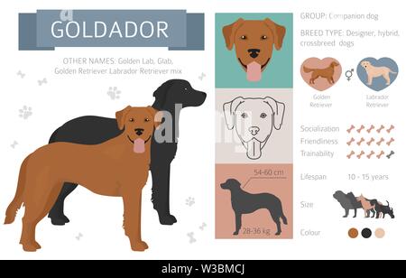 Designer, crossbreed, hybrid mix dogs collection isolated on white. Flat style clipart set. Vector illustration Stock Vector