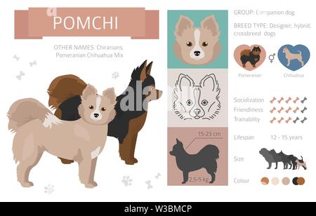 Designer, crossbreed, hybrid mix dogs collection isolated on white. Flat style clipart set. Vector illustration Stock Vector