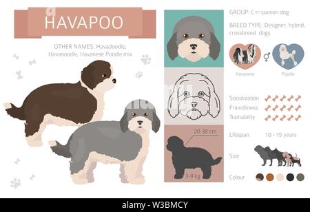 Designer, crossbreed, hybrid mix dogs collection isolated on white. Flat style clipart set. Vector illustration Stock Vector