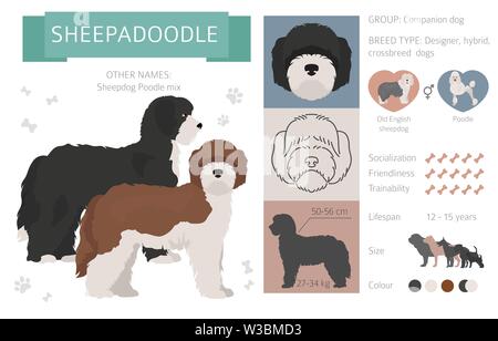 Designer, crossbreed, hybrid mix dogs collection isolated on white. Flat style clipart set. Vector illustration Stock Vector