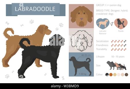 Designer, crossbreed, hybrid mix dogs collection isolated on white. Flat style clipart set. Vector illustration Stock Vector