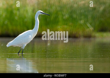 The great egret - Ardea alba - walking on the water looking for food Stock Photo