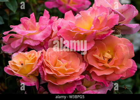 Roses in garden in Burbage, Wiltshire, UK Stock Photo