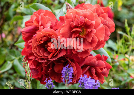 Red roses in garden in Burbage, Wiltshire, UK Stock Photo