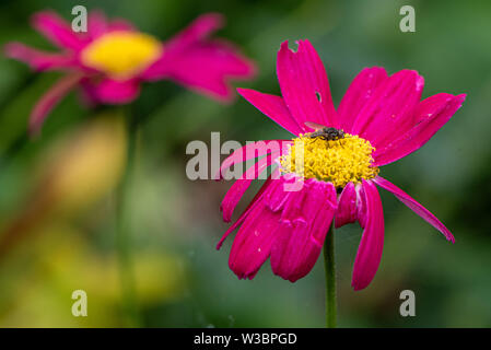 Garden in Burbage, Wiltshire, UK Stock Photo