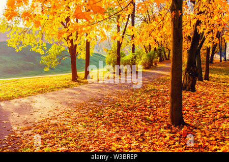 Autumn landscape - yellowed trees and fallen autumn leaves in city park alley in soft morning light. Colorful autumn landscape scene Stock Photo