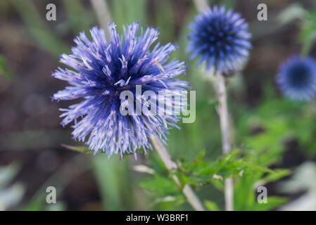 Echinops sphaerocephalus, globe-thistle flowers macro Stock Photo