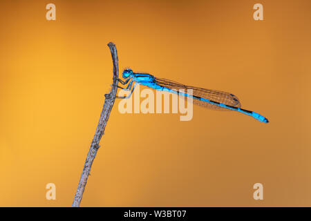 Blue damselfly (Enallagma cyathigerum) male at sunset, on  background of water reflecting the low sun (the subject is lighted by a flash), Iowa, USA Stock Photo