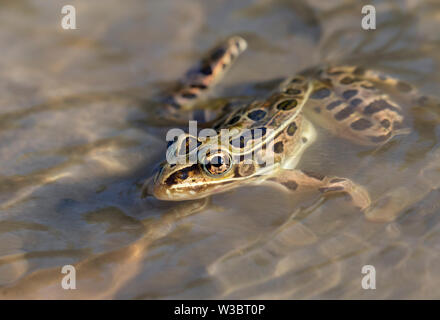 Northern leopard frog (Lithobates pipiens) in water stream, Iowa, USA Stock Photo