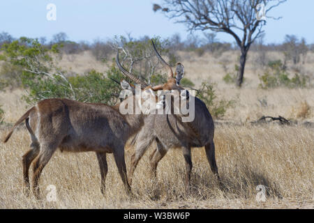 Common waterbucks (Kobus ellipsiprymnus), two adult males fighting in the dry grassland, Kruger National Park, South Africa, Africa Stock Photo