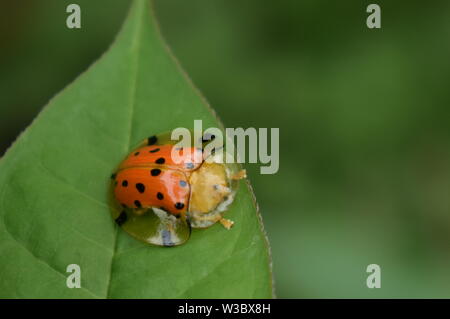 beautiful orange tortoise shell  beetle sitting on green leaf. Stock Photo